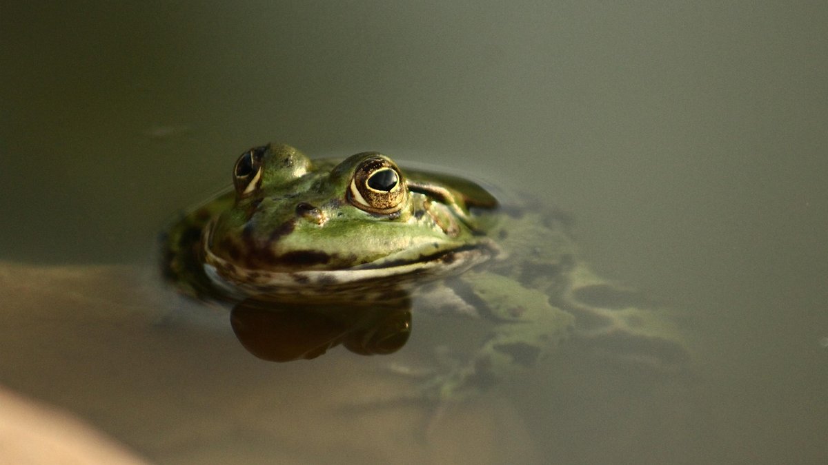 Attracting frogs and newts to a garden pond