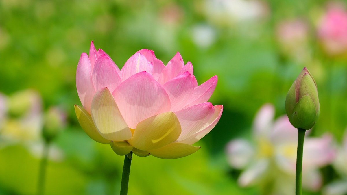 Autumn cleanup tasks for garden ponds and filters