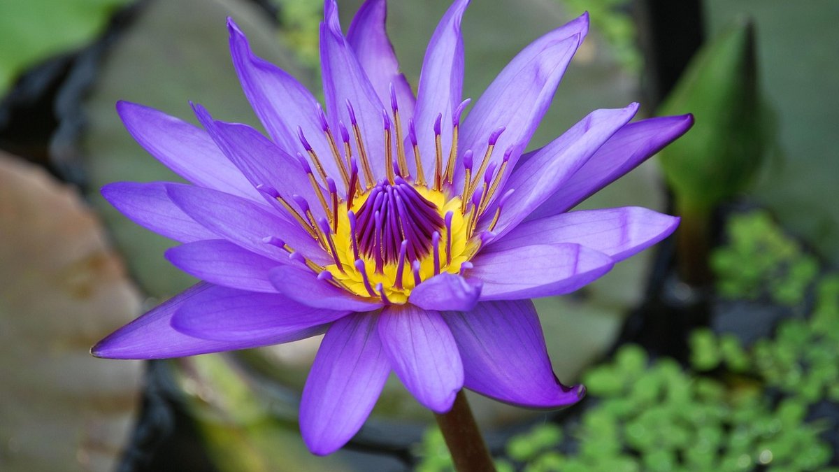 Best aquatic plants for clear water in UK ponds