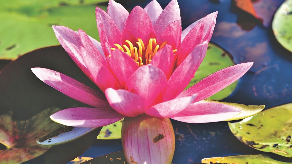 Choosing the right pond liner for a small garden