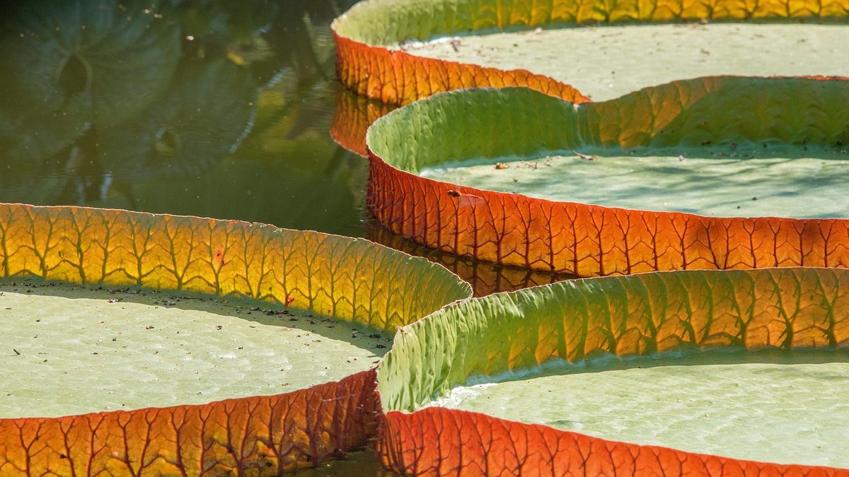 Designing a raised pond for a small patio