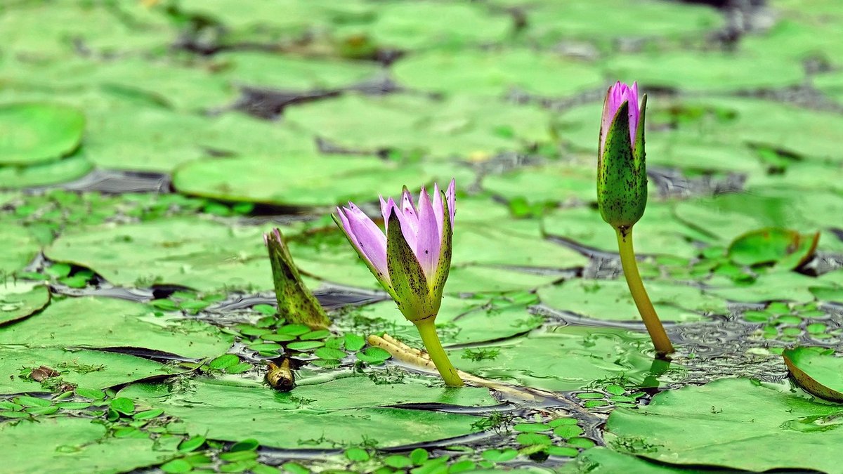 How to create a wildlife-friendly pond in a shaded corner