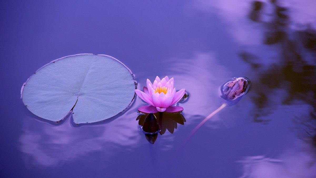 Managing algae without harming wildlife in garden ponds