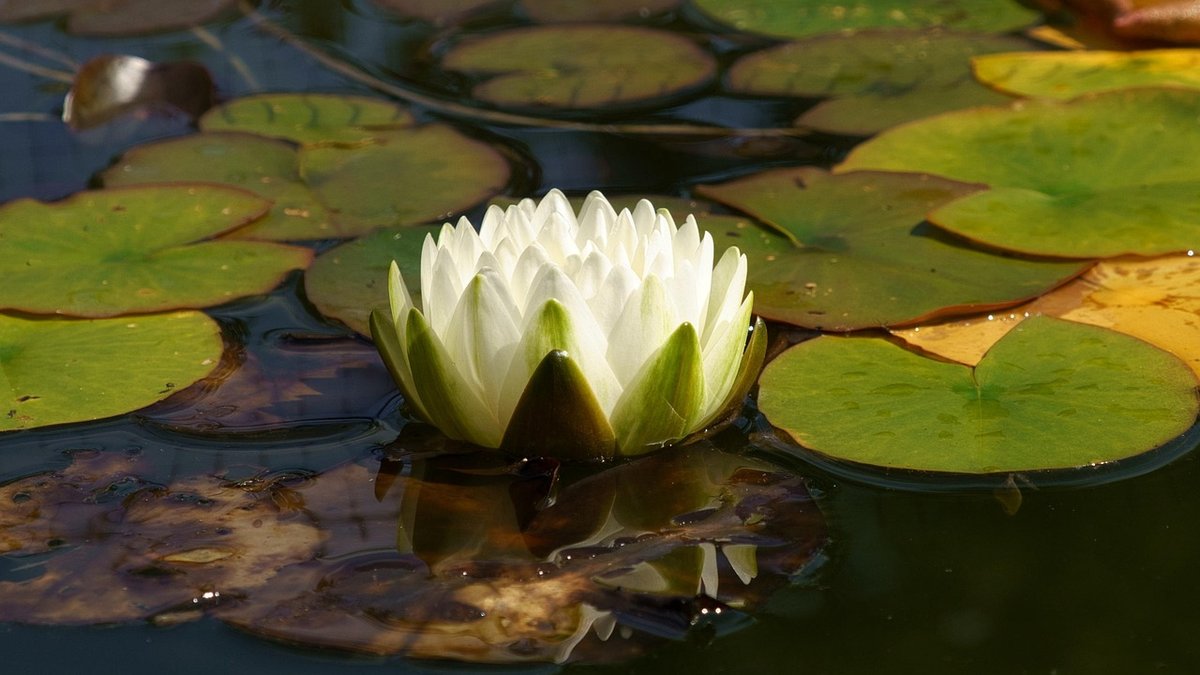 Planting marginals around the edge of a pond