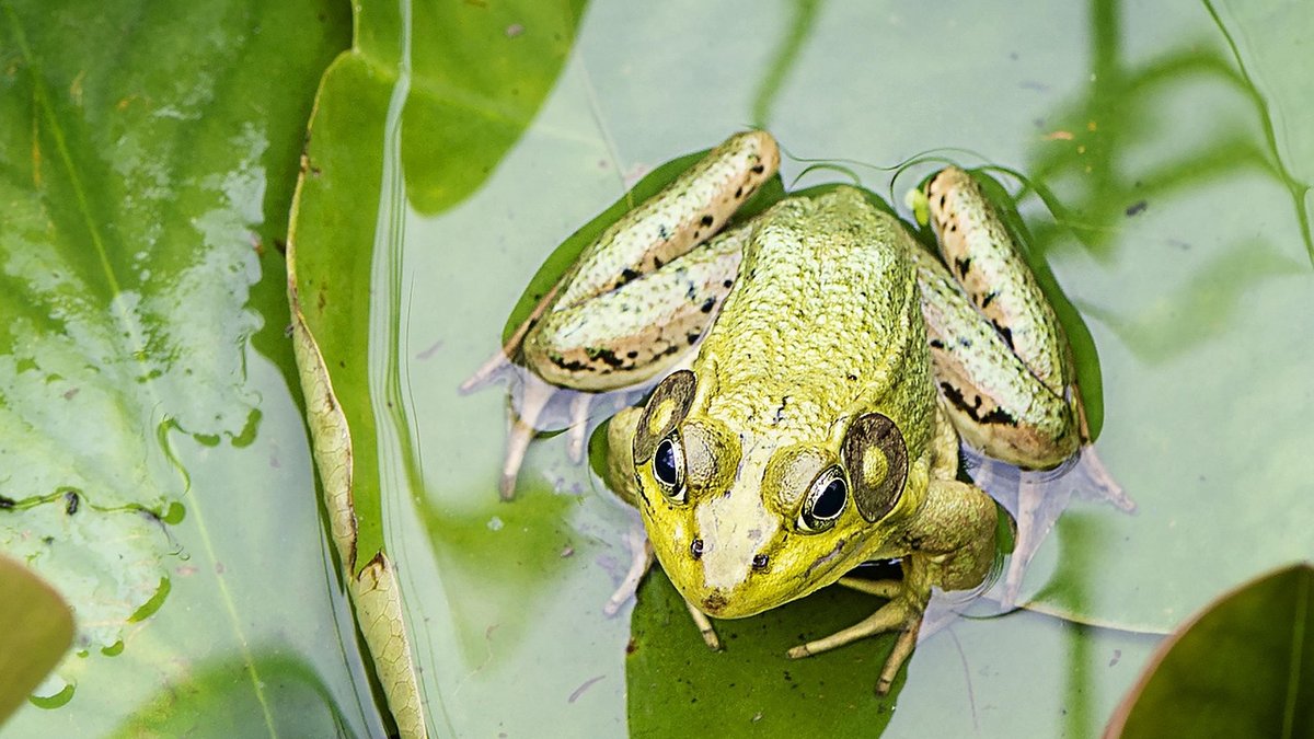 Simple steps to maintain a garden pond in spring