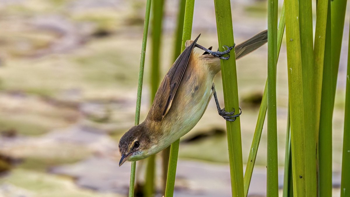 Winter care for pond plants and garden fish